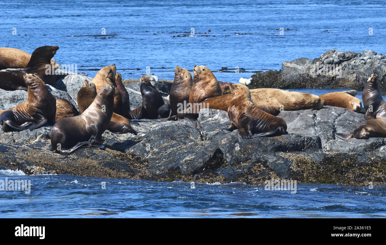Steller leoni marini o del nord i leoni di mare (Eumetopias jubatus) rilassante sulle rocce. Gara delle rocce, Victoria, British Columbia, Canada. Foto Stock