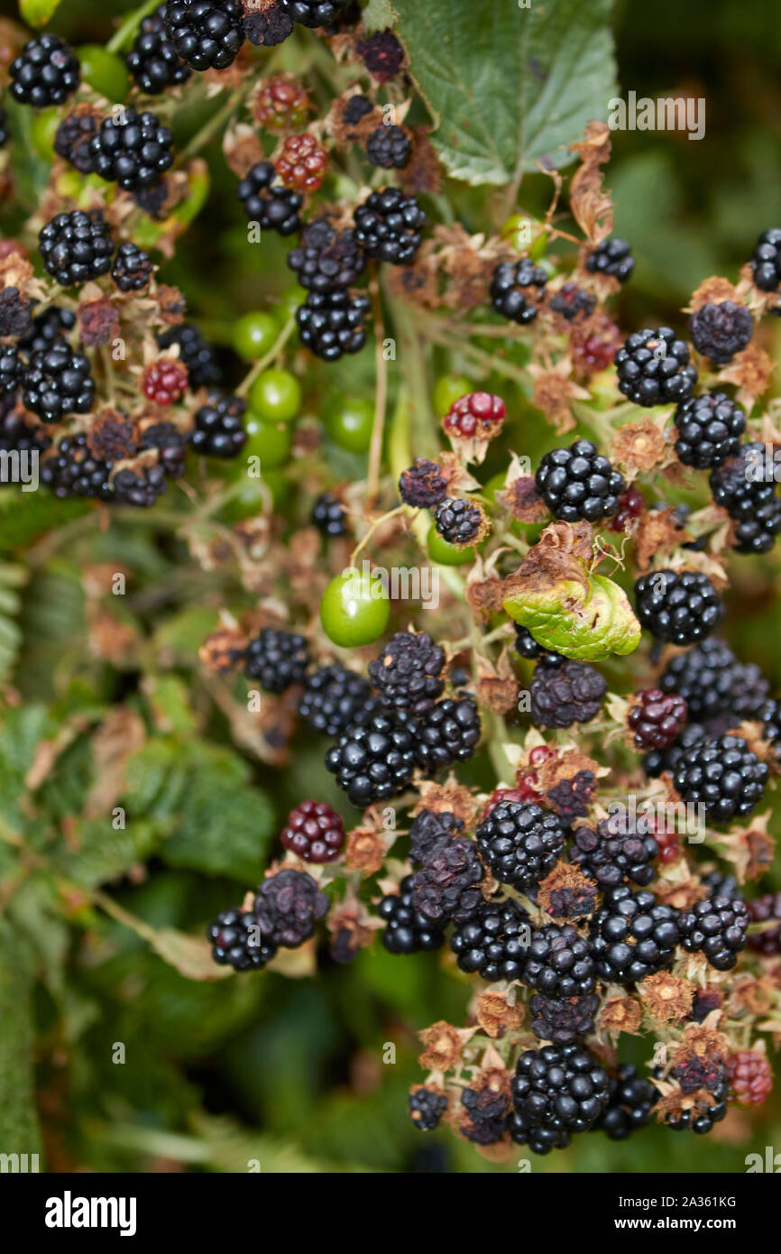 Ombra notturna mortale mescolata con la maturazione dei Blackberries selvatici al sole della campagna del Kent, Inghilterra, Regno Unito, Europa Foto Stock