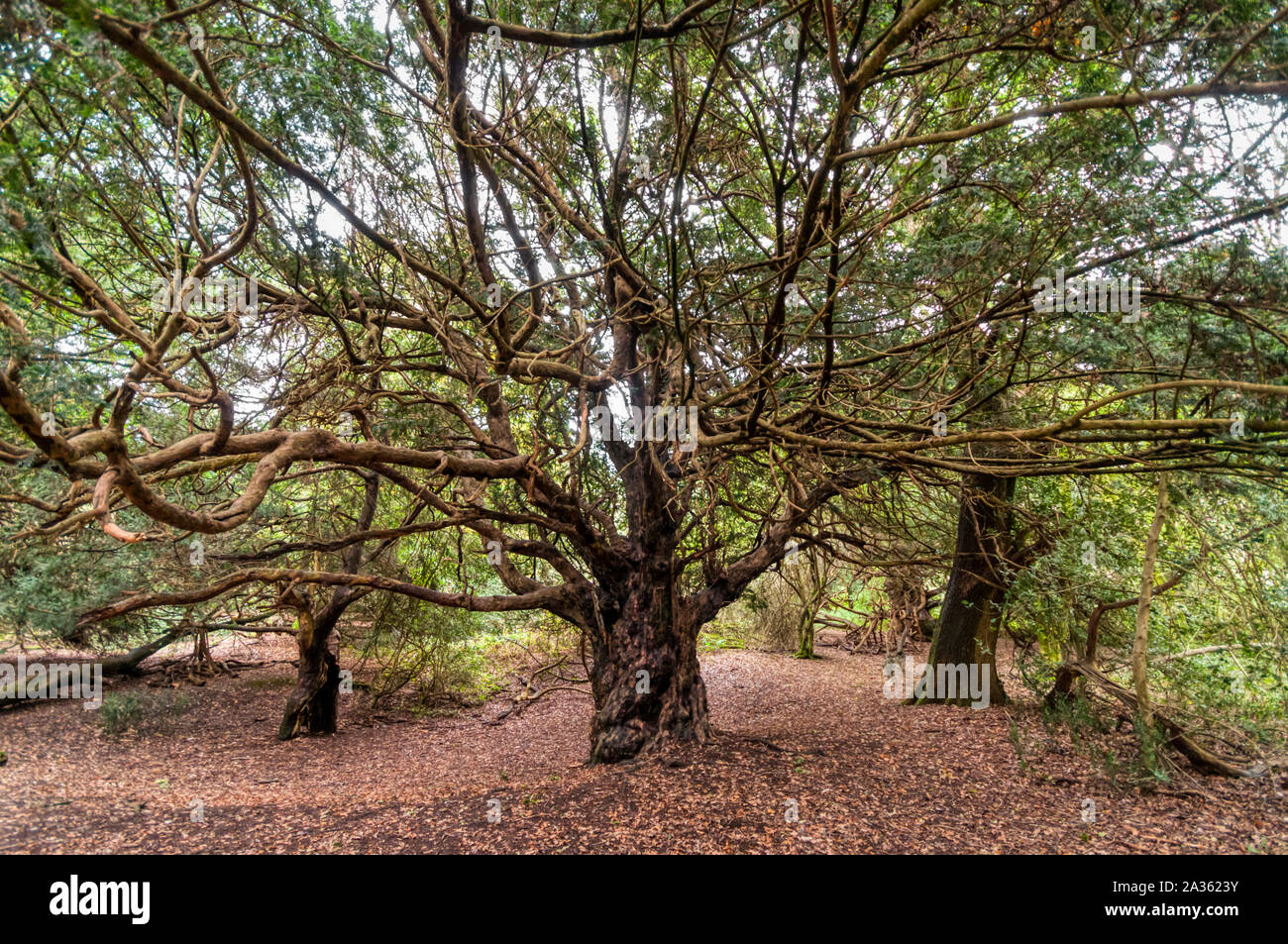 Gli antichi alberi di tasso di Kingley Vale Riserva Naturale Nazionale in West Sussex. Foto Stock