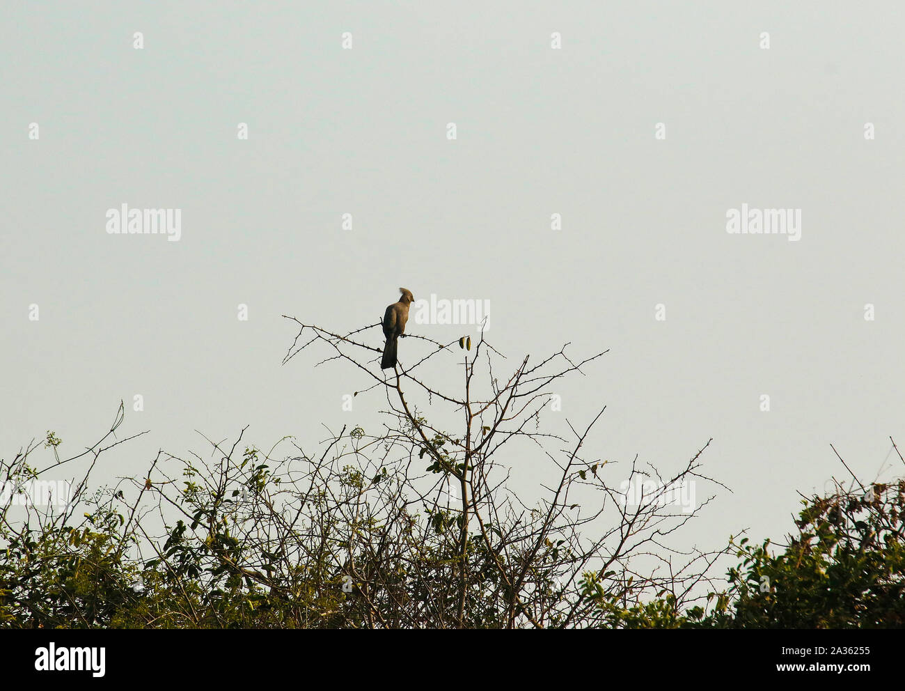 Andare lontano bird (Corythaixoides concolor). Parco Nazionale di Kafue. Zambia Foto Stock