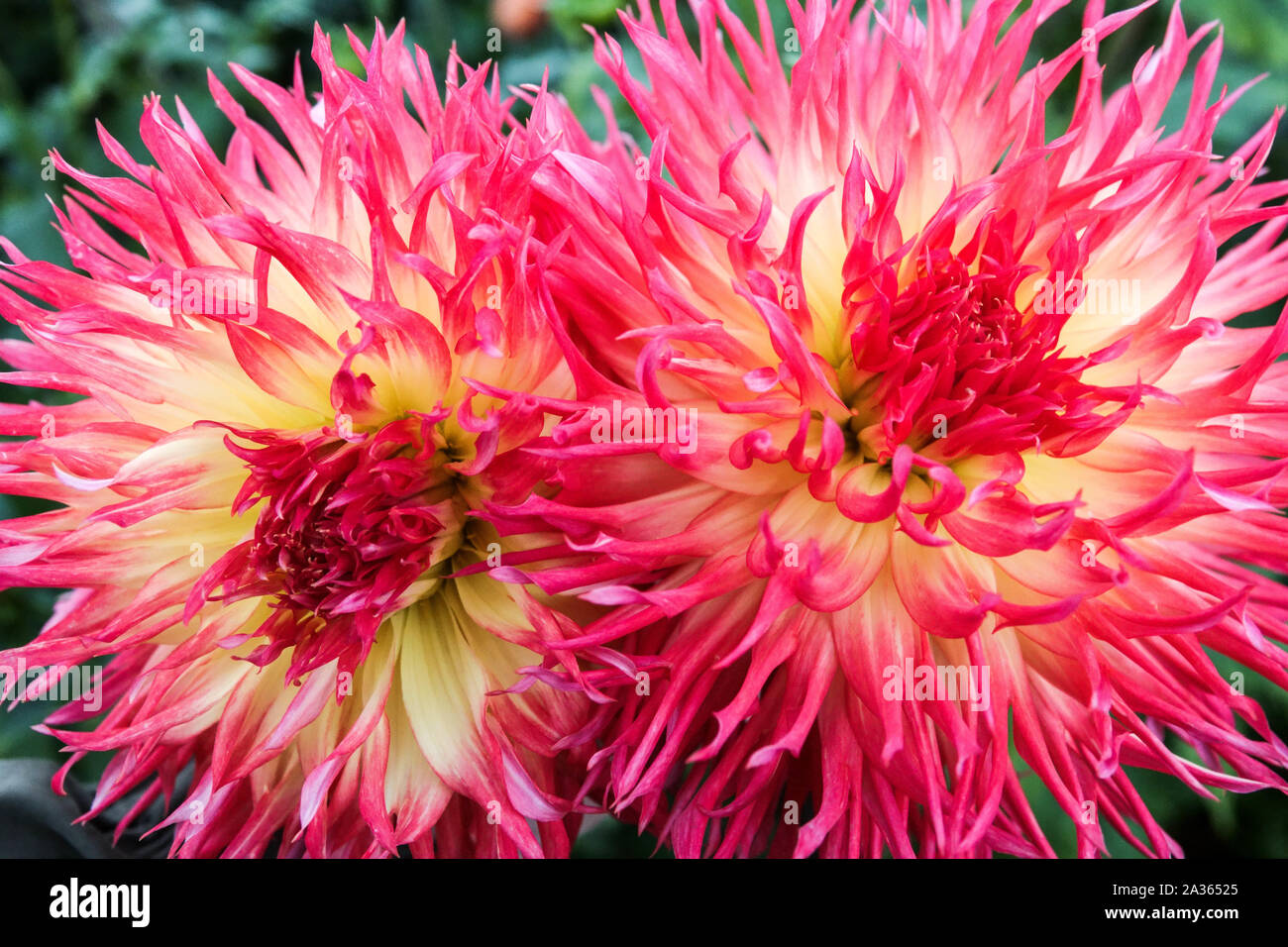 Dahlia 'Pinelands Pam', dahlias grandi fiori Dahlia cactus fiori Foto Stock