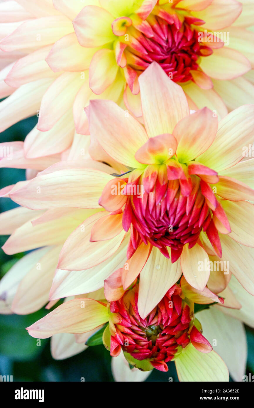 Dahlia 'Pollux', dahlias Dahlia pastello fiore Foto Stock