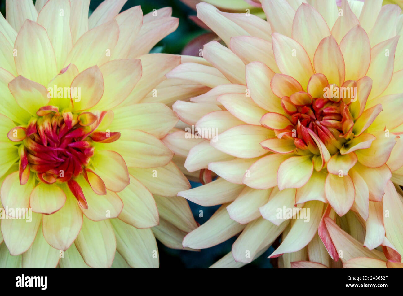 Pastello Dahlia fiore 'Pollux', dahlias Foto Stock