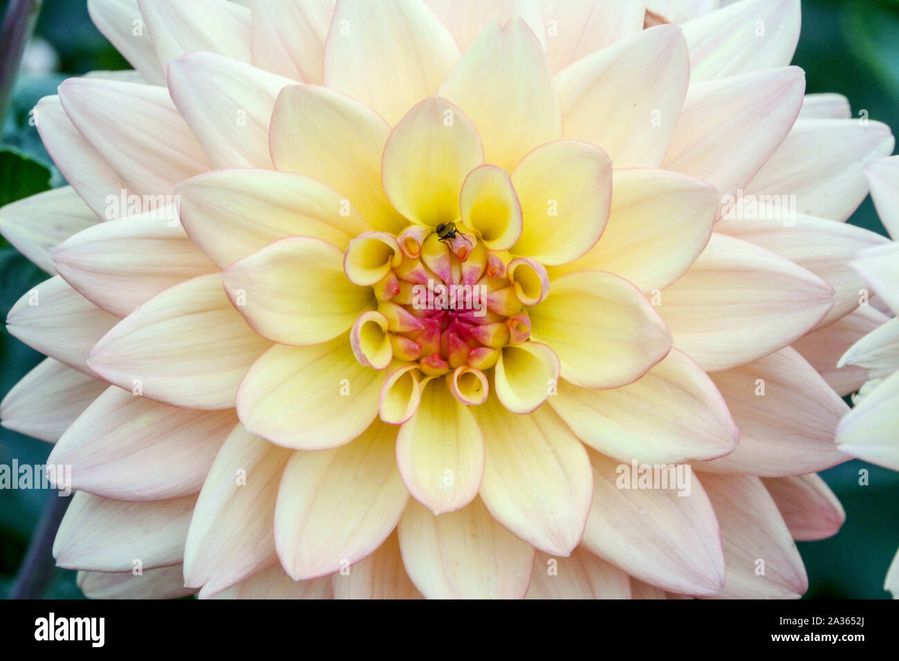 Dahlia 'Dora', fiore pastello dahlias Foto Stock