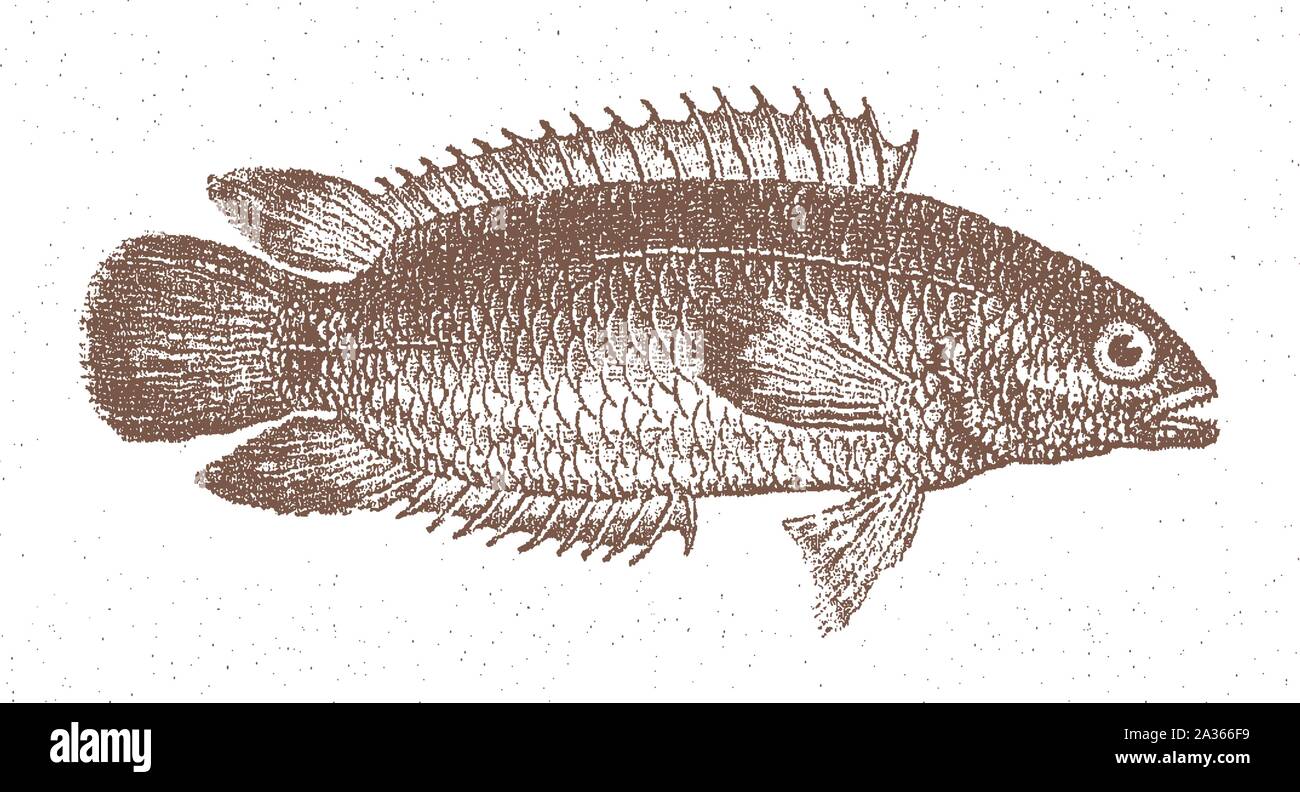 Arrampicata pesce persico (anabas testudineus) in vista laterale. Illustrazione dopo una incisione di litografia all'inizio del XX secolo Illustrazione Vettoriale