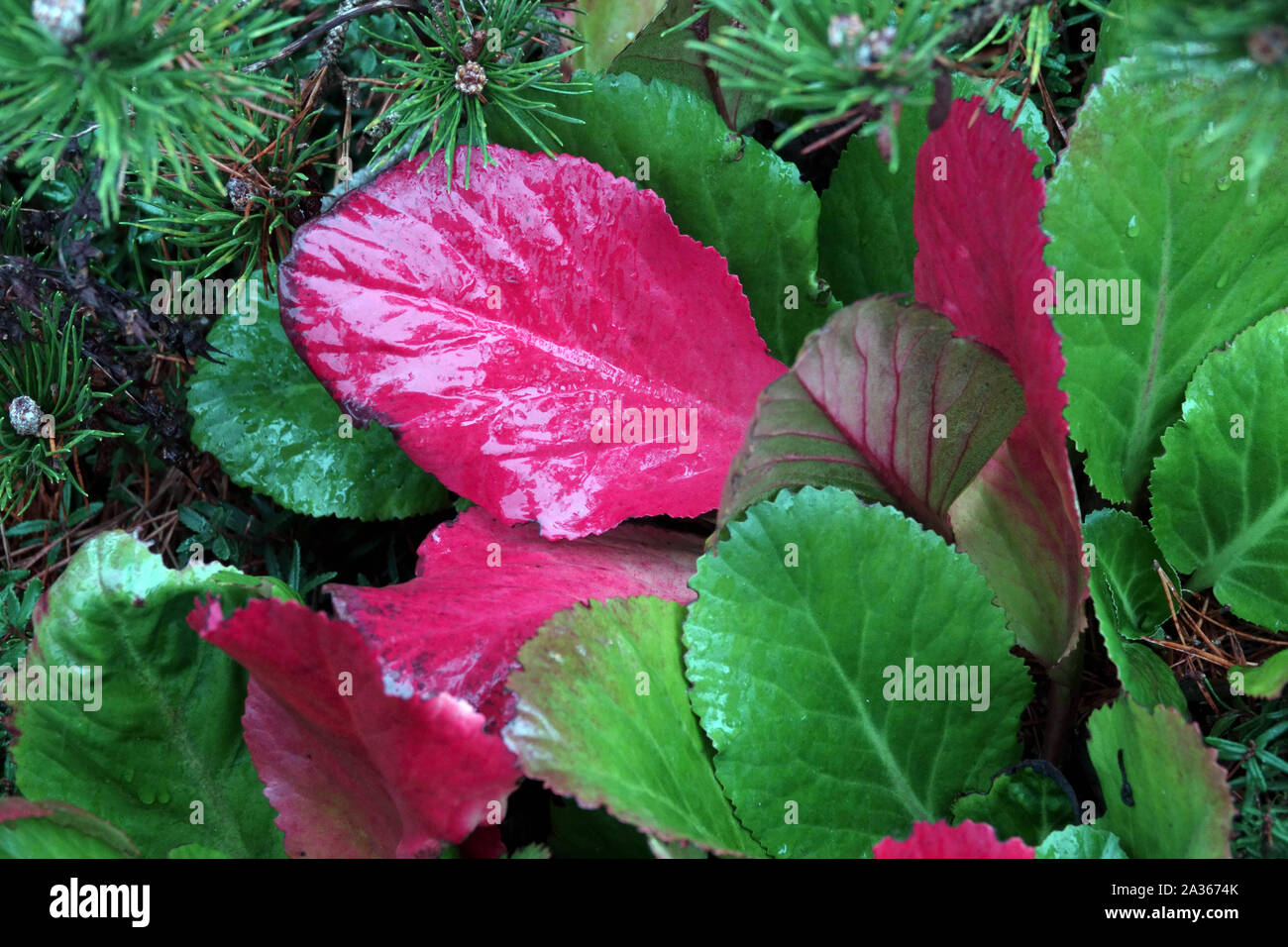 Orecchie di elefante, Pigcigleak, Bergenia foglie rosse autunno Foto Stock