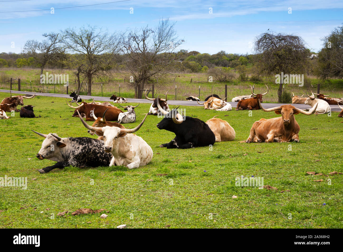 Longhorn bovini di riposo in un pascolo verde Foto Stock