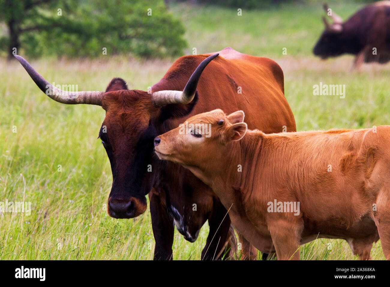 Texas Longhorn giovenca e vitello nelle montagne di Wichita Wildlife Refuge, Oklahoma Foto Stock