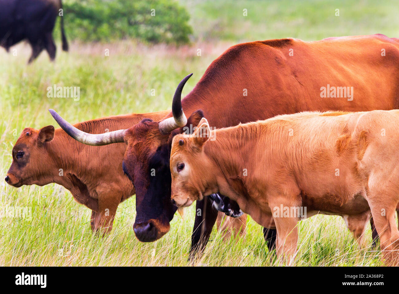 Texas Longhorn giovenca e vitello nelle montagne di Wichita Wildlife Refuge, Oklahoma Foto Stock
