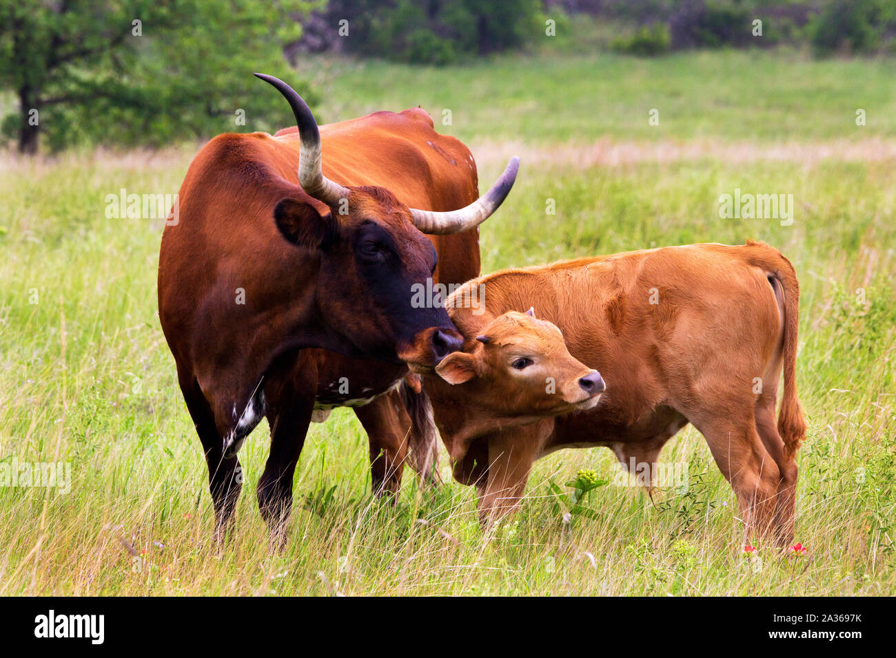 Texas Longhorn giovenca e vitello nelle montagne di Wichita Wildlife Refuge, Oklahoma Foto Stock