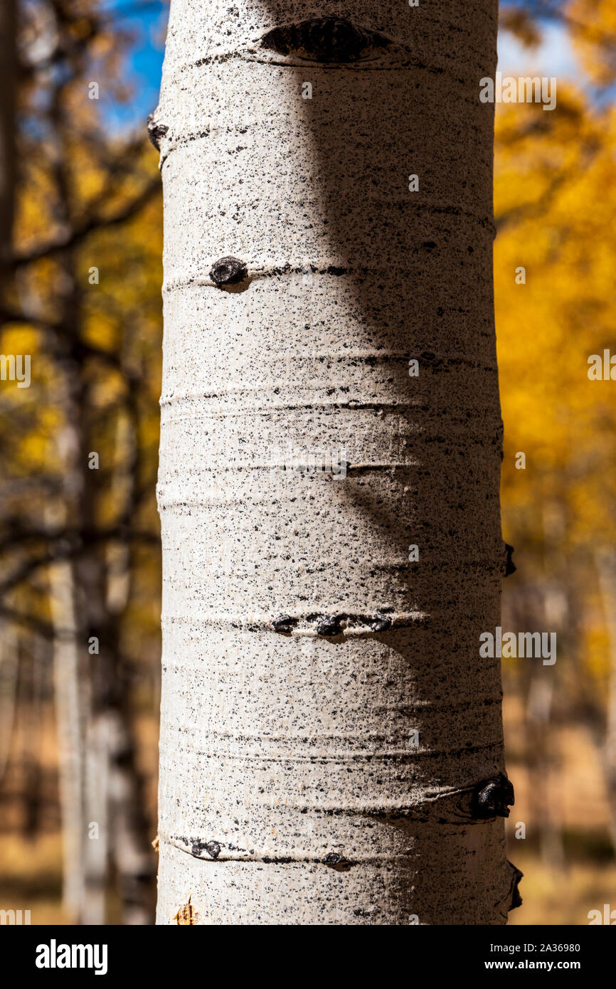 Close-up di bianco goffrato Aspen di corteccia di albero; Aspen crinale; Colorado; USA Foto Stock