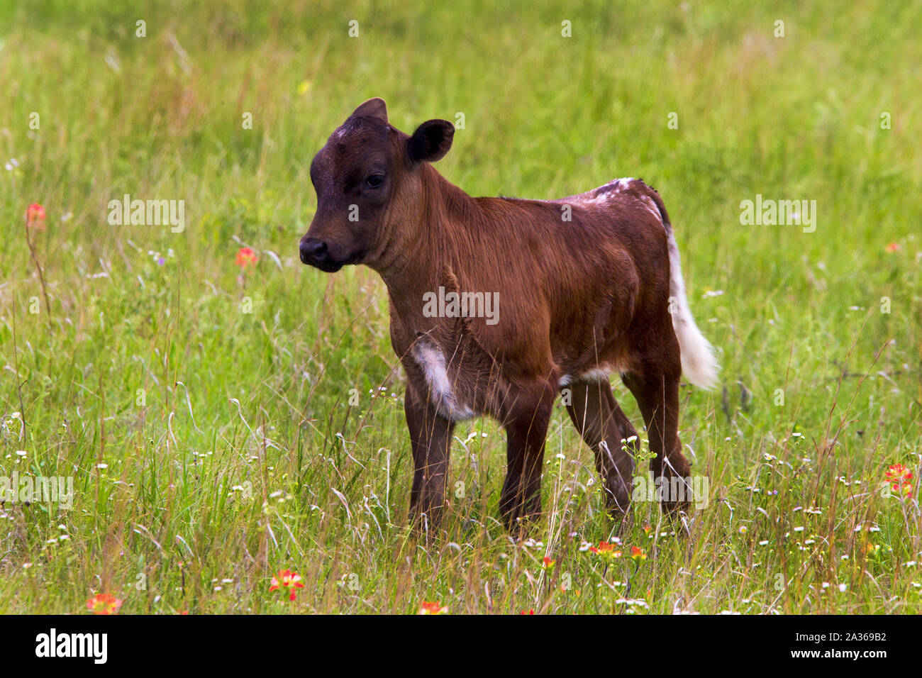 Texas Longhorn Calf nel prato in montagna di Wichita Wildlife Refuge Foto Stock