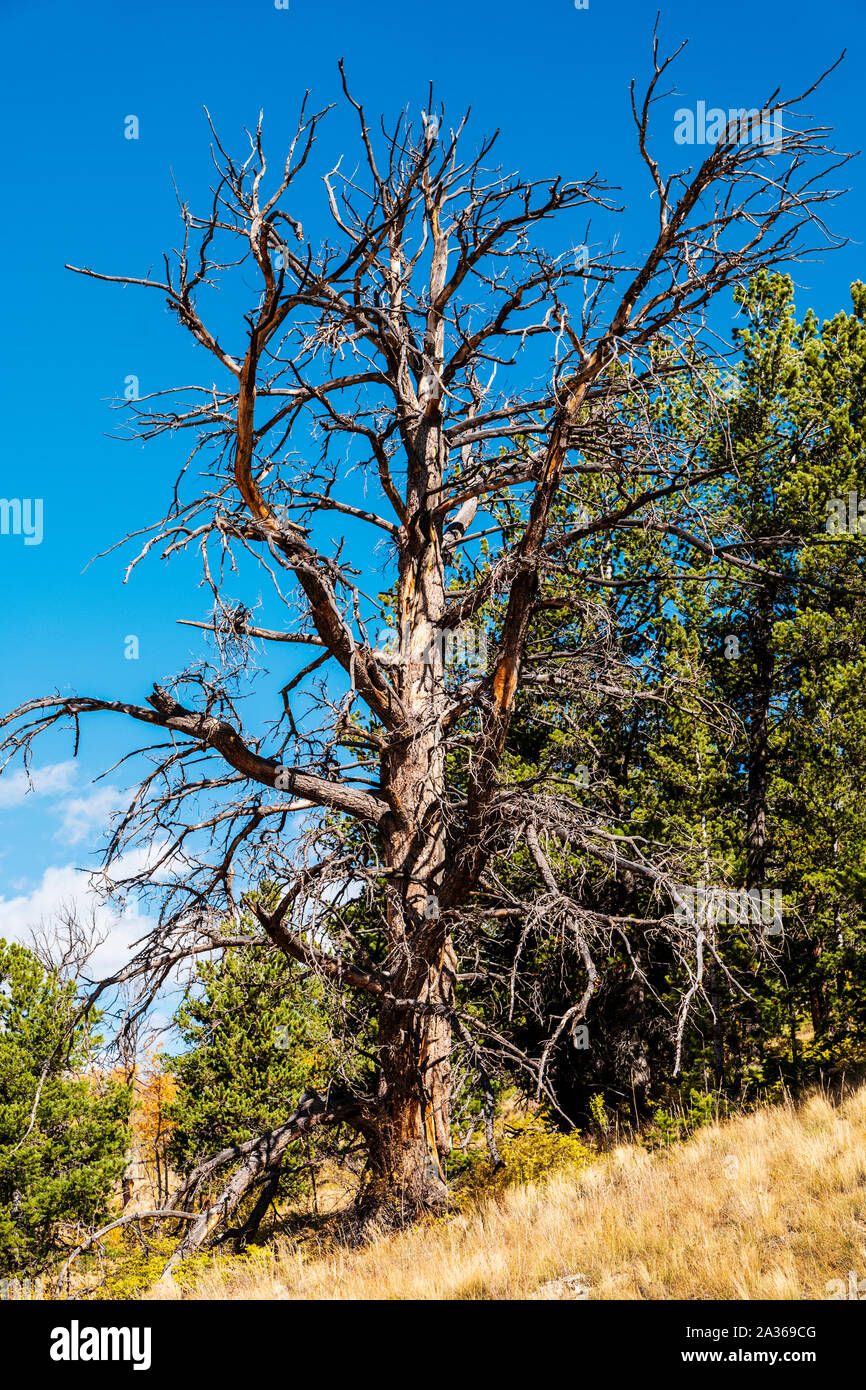 Dead Ponderosa Pine Tree; Aspen Ridge; central Colorado; USA Foto Stock