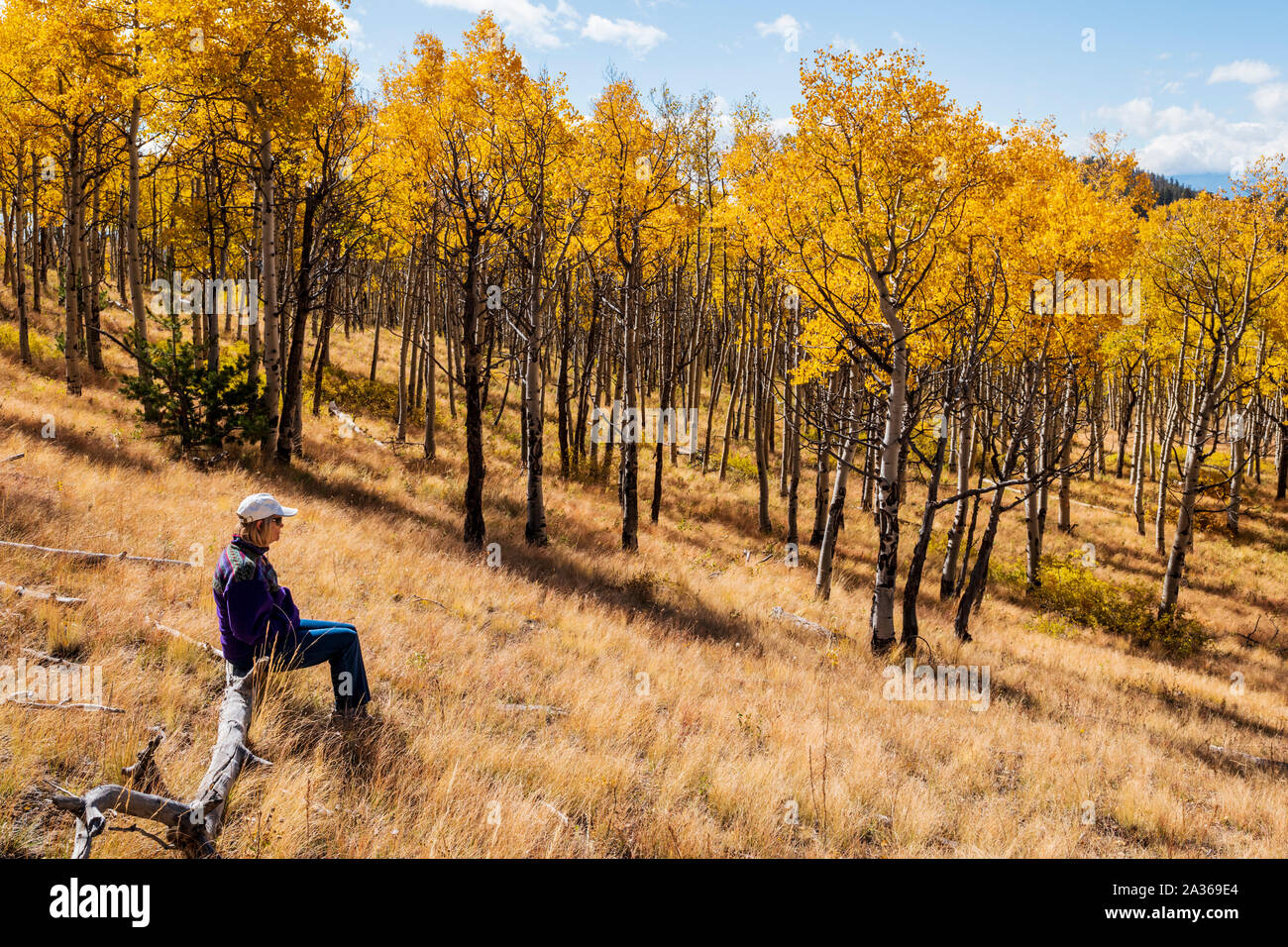 Escursionista femminile mettendo in pausa per godere di colori autunnali; Aspen alberi; Aspen Ridge; central Colorado; USA Foto Stock