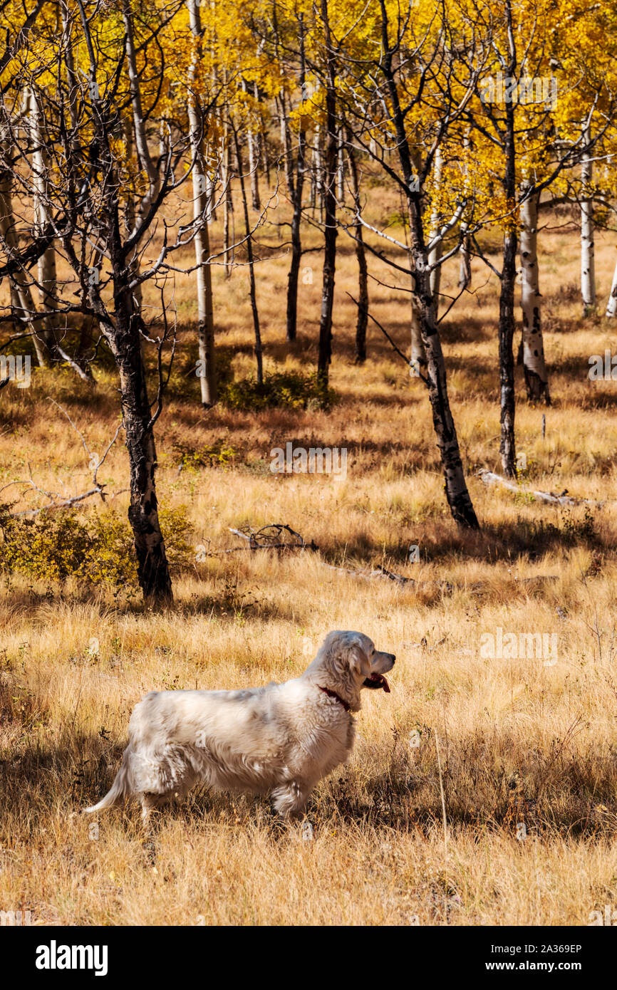 Color platino Golden Retriever cane; Aspen forest; colori autunnali; Aspen Ridge; central Colorado; USA Foto Stock