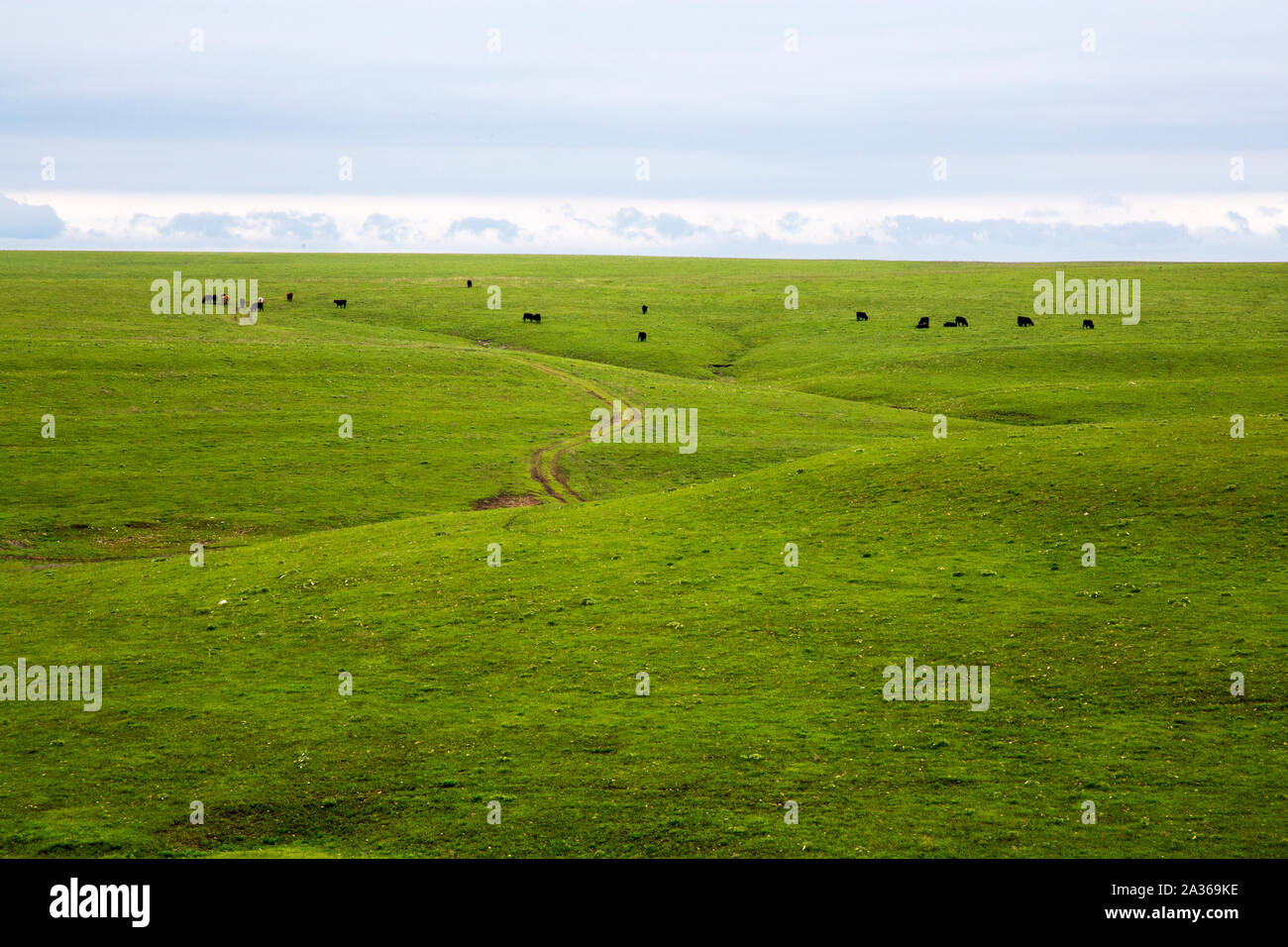 Vaste praterie in selce colline del Kansas Foto Stock