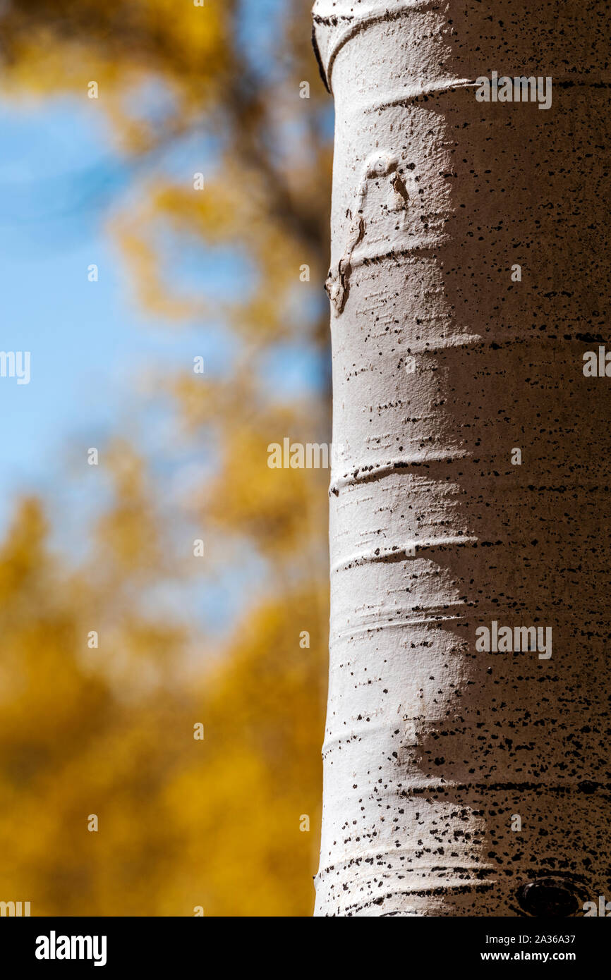 Close-up di bianco goffrato Aspen di corteccia di albero; Aspen crinale; Colorado; USA Foto Stock
