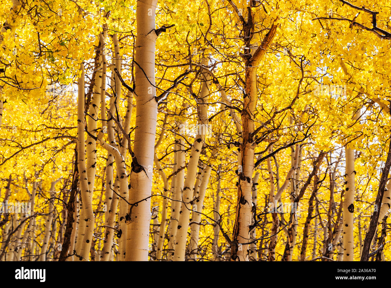Caduta delle foglie con i colori autunnali, Aspen alberi, Aspen Ridge, Central Colorado, STATI UNITI D'AMERICA Foto Stock