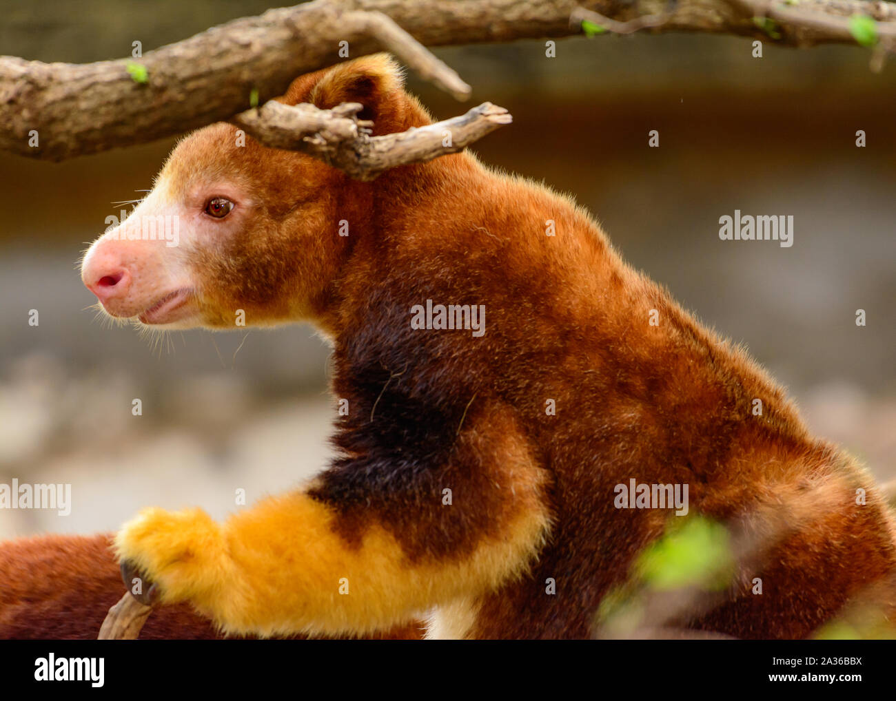Matschie's Tree Kangaroo - Dendrolagus matschiei Foto Stock