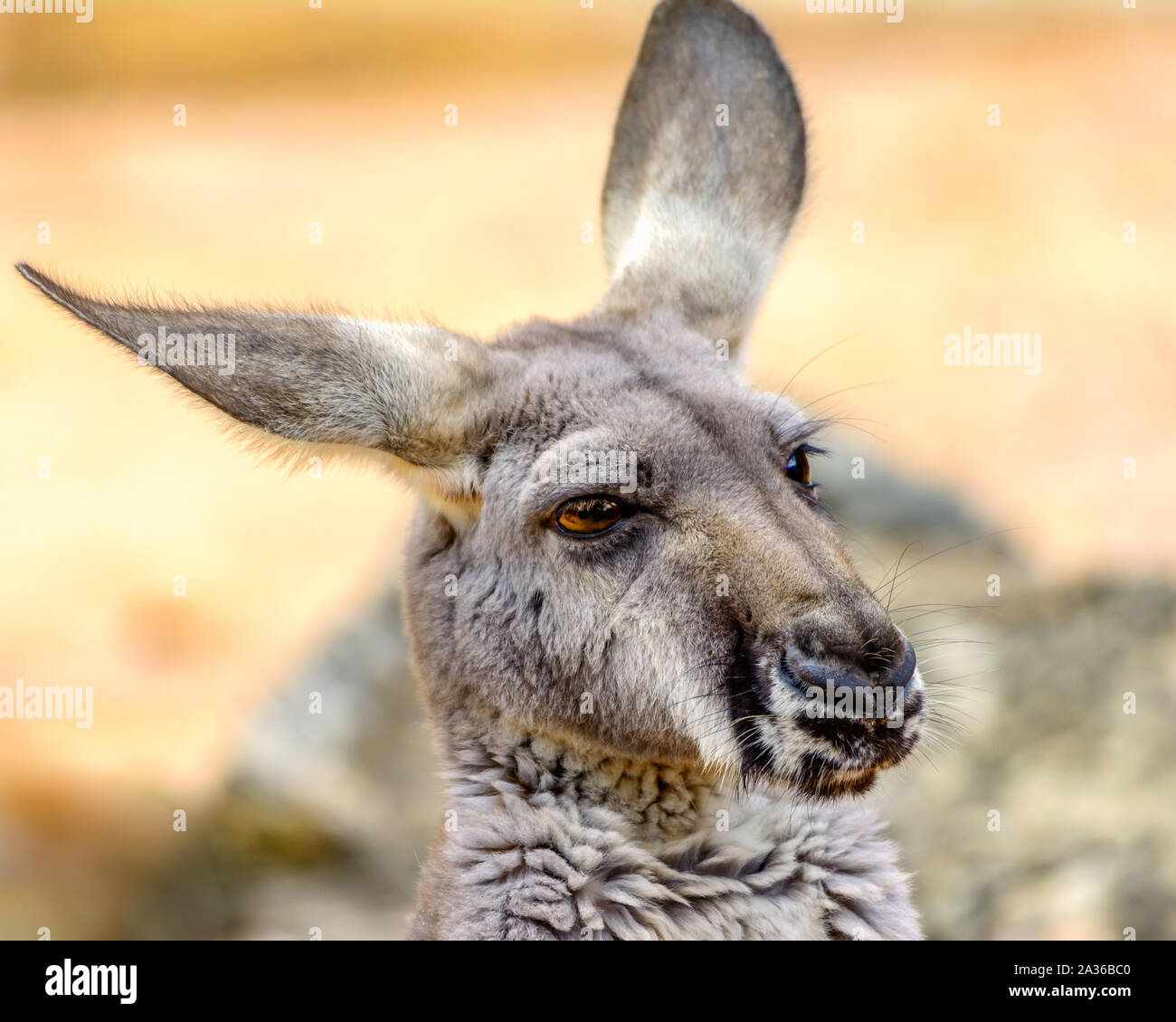 Orientale canguro grigio (Macropus giganteus) close-up Foto Stock