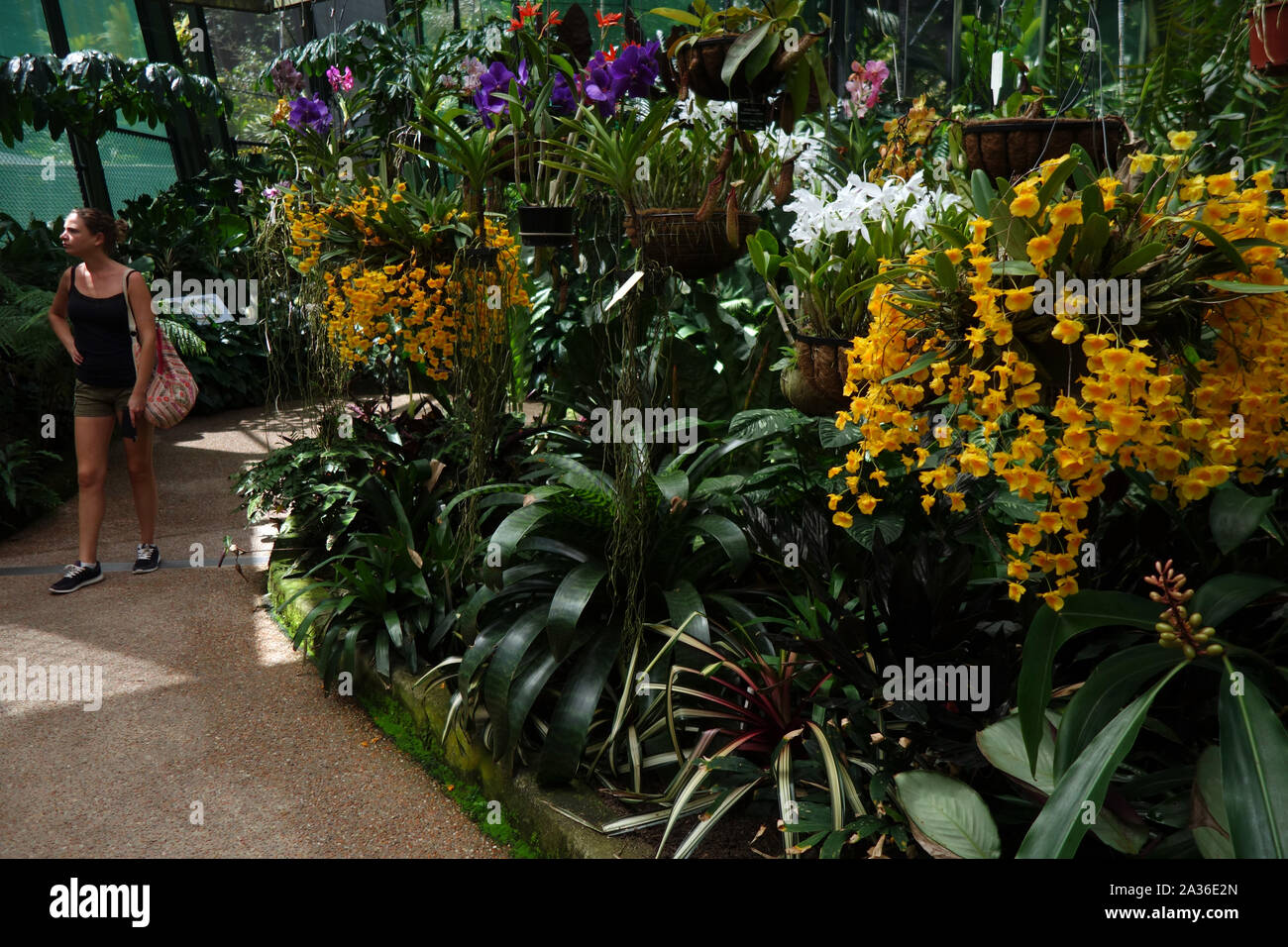 Fioritura di orchidee in Conservatorio, Flecker Botanic Gardens, Cairns, Queensland, Australia. No signor Foto Stock