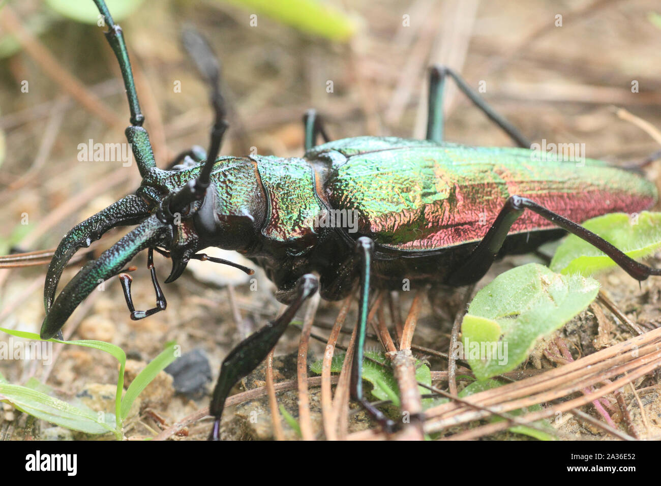 Longhorn beetle insetto della famiglia Cerambycidae ordine Coleoptera nella foresta pluviale del Venezuela, Sud America Foto Stock