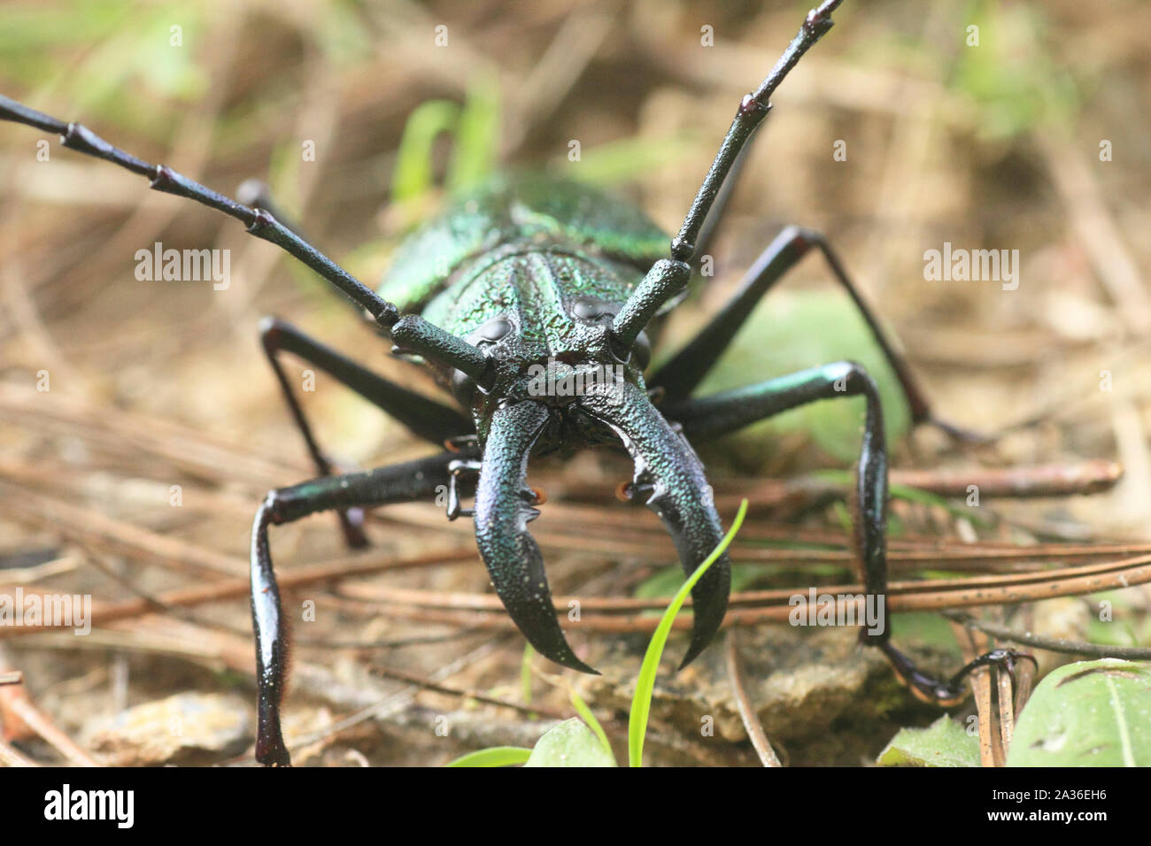 Longhorn beetle insetto della famiglia Cerambycidae ordine Coleoptera nella foresta pluviale del Venezuela, Sud America Foto Stock