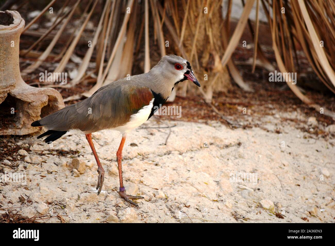 Un uccello con gambe lunghe passeggiate nella sabbia Foto Stock