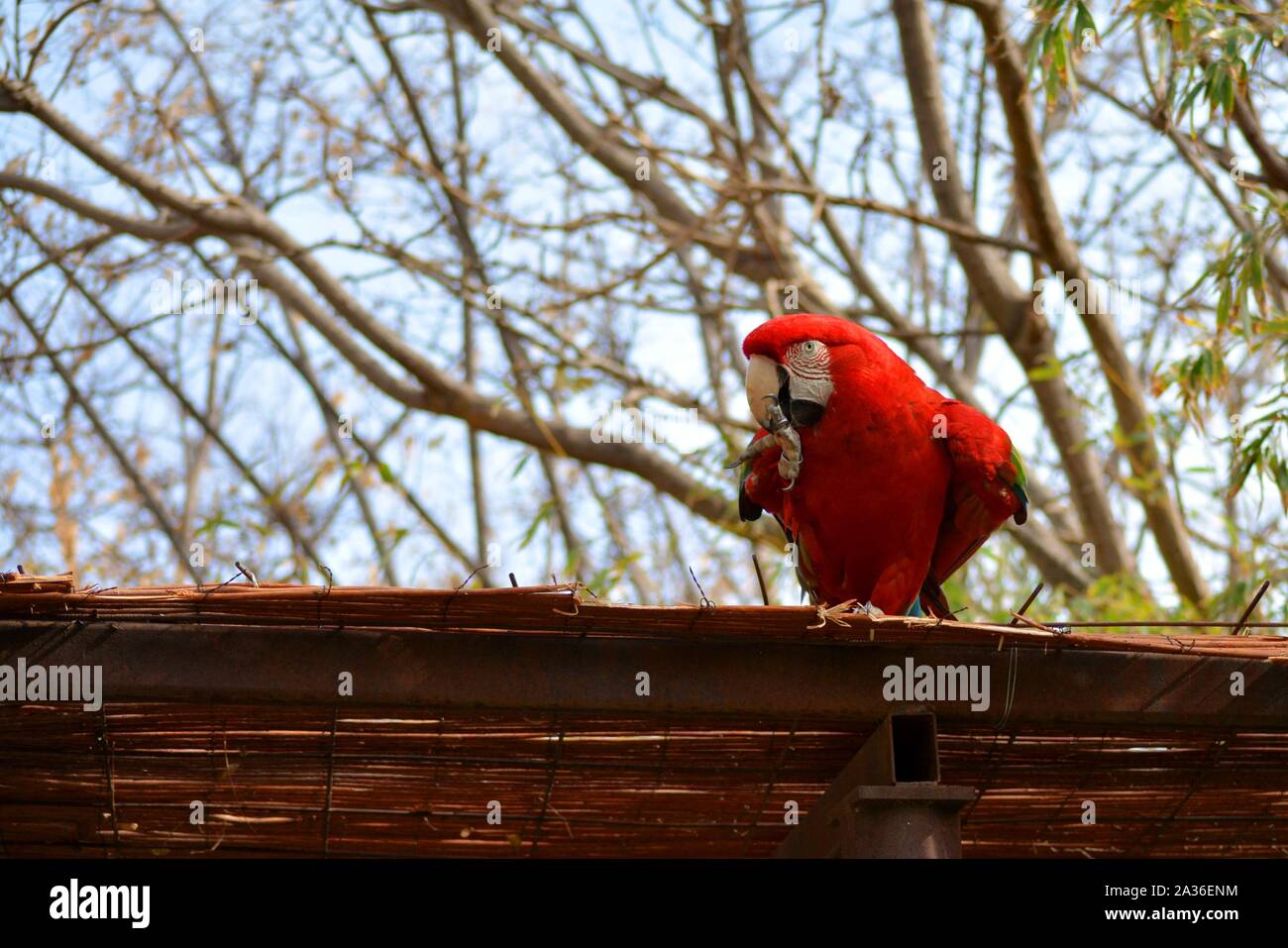 Un pappagallo rosso di mordere il suo chiodo Foto Stock