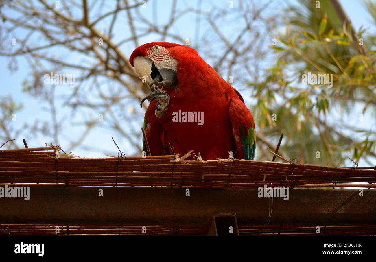 Un pappagallo rosso di mordere il suo chiodo Foto Stock
