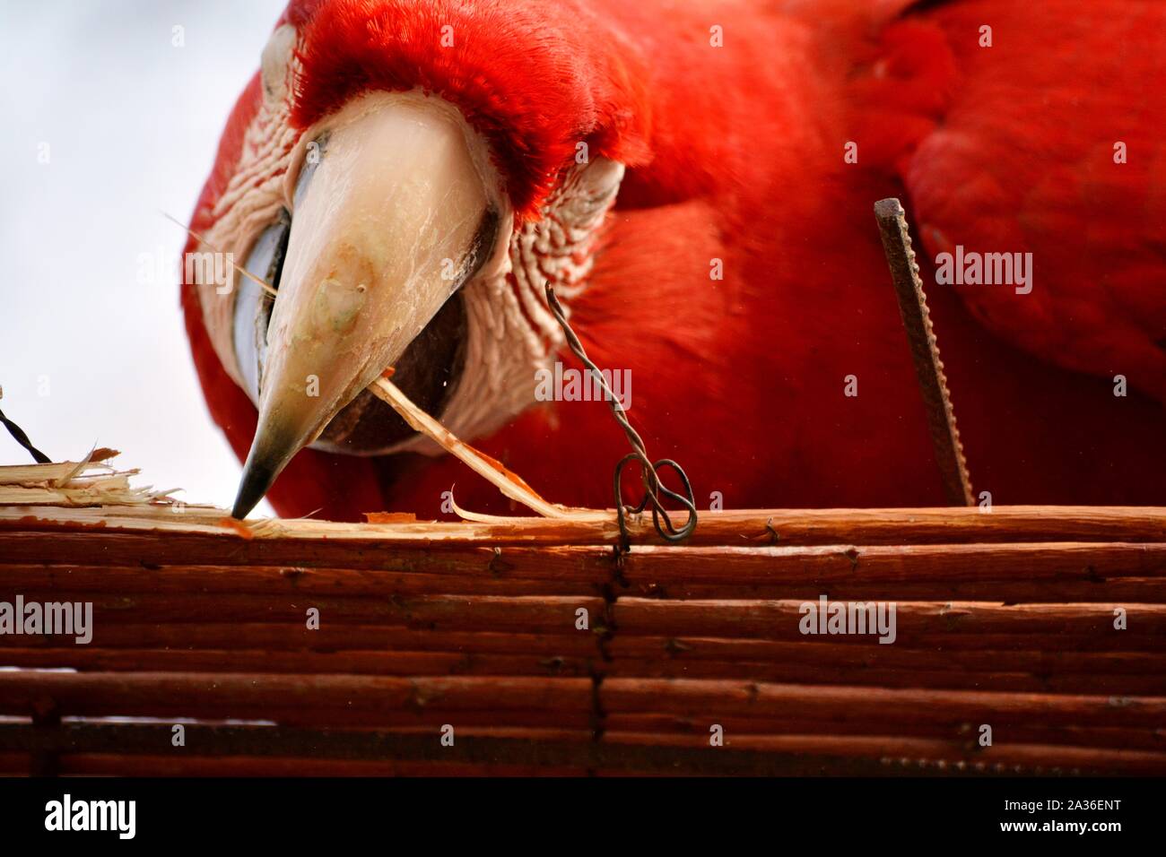 La testa e il becco di un pappagallo rosso di mordere il legno Foto Stock