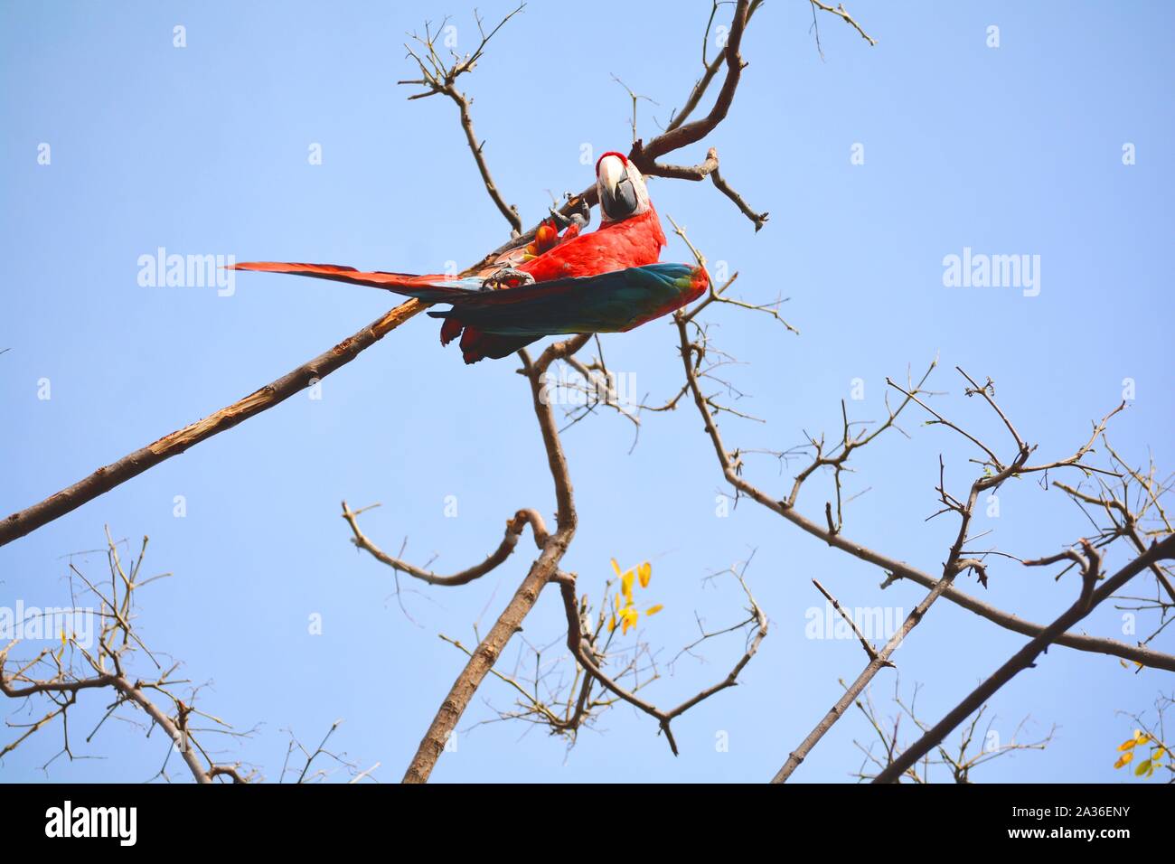 Una red parrot impiccati di un ramo Foto Stock