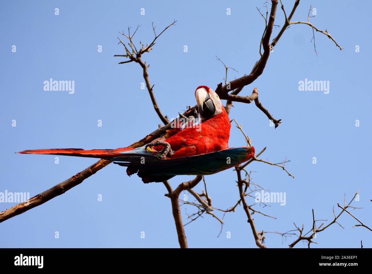 Una red parrot impiccati di un ramo Foto Stock
