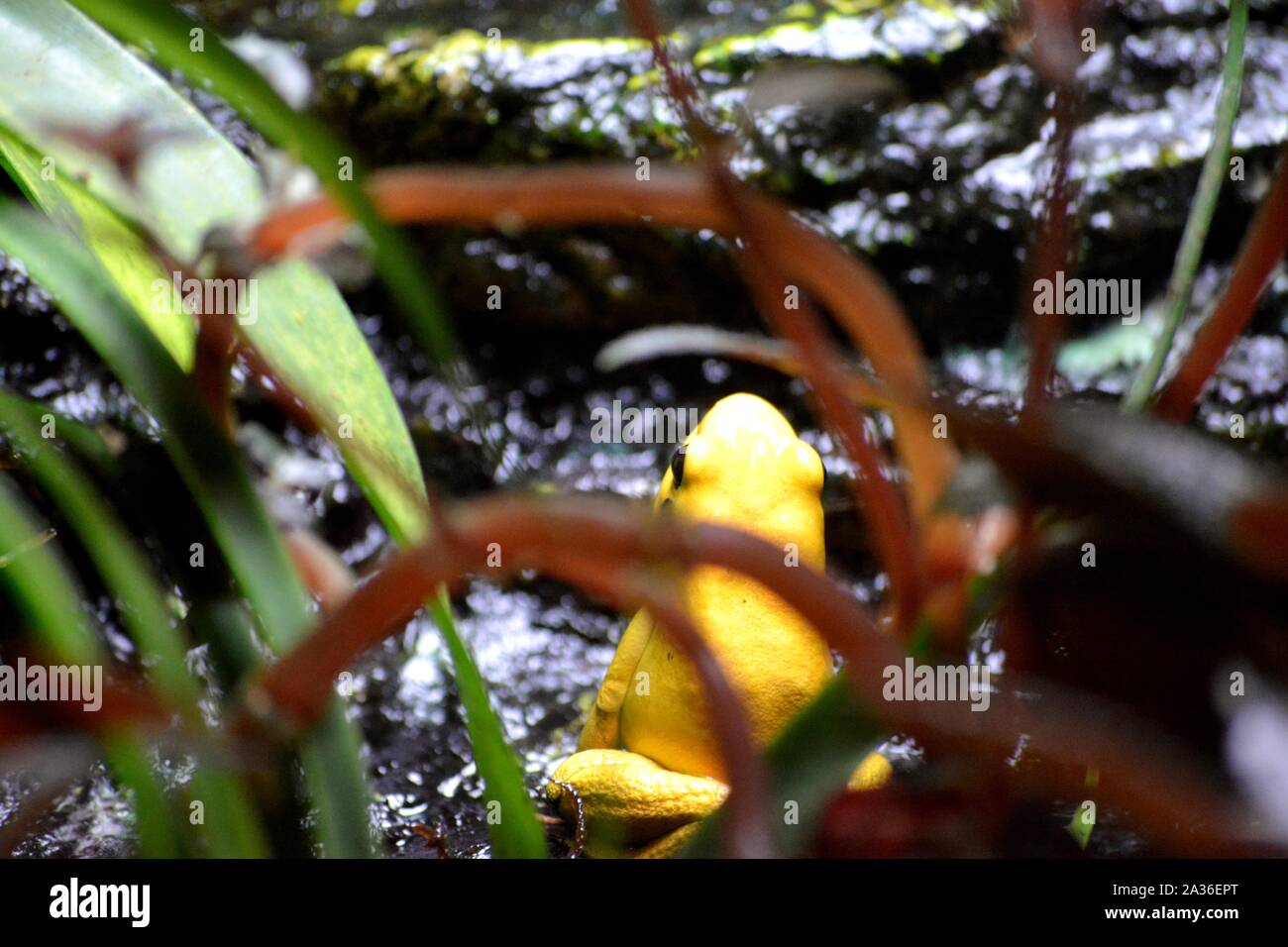 Una rana gialla Foto Stock