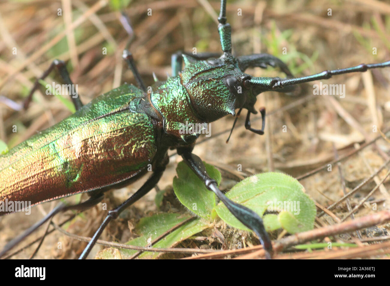 Longhorn beetle insetto della famiglia Cerambycidae ordine Coleoptera nella foresta pluviale del Venezuela, Sud America Foto Stock