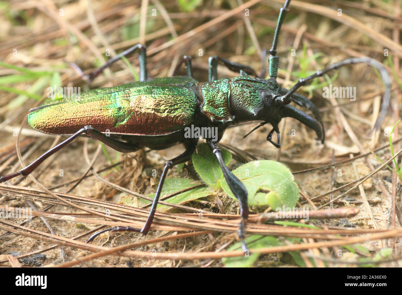 Longhorn beetle insetto della famiglia Cerambycidae ordine Coleoptera nella foresta pluviale del Venezuela, Sud America Foto Stock