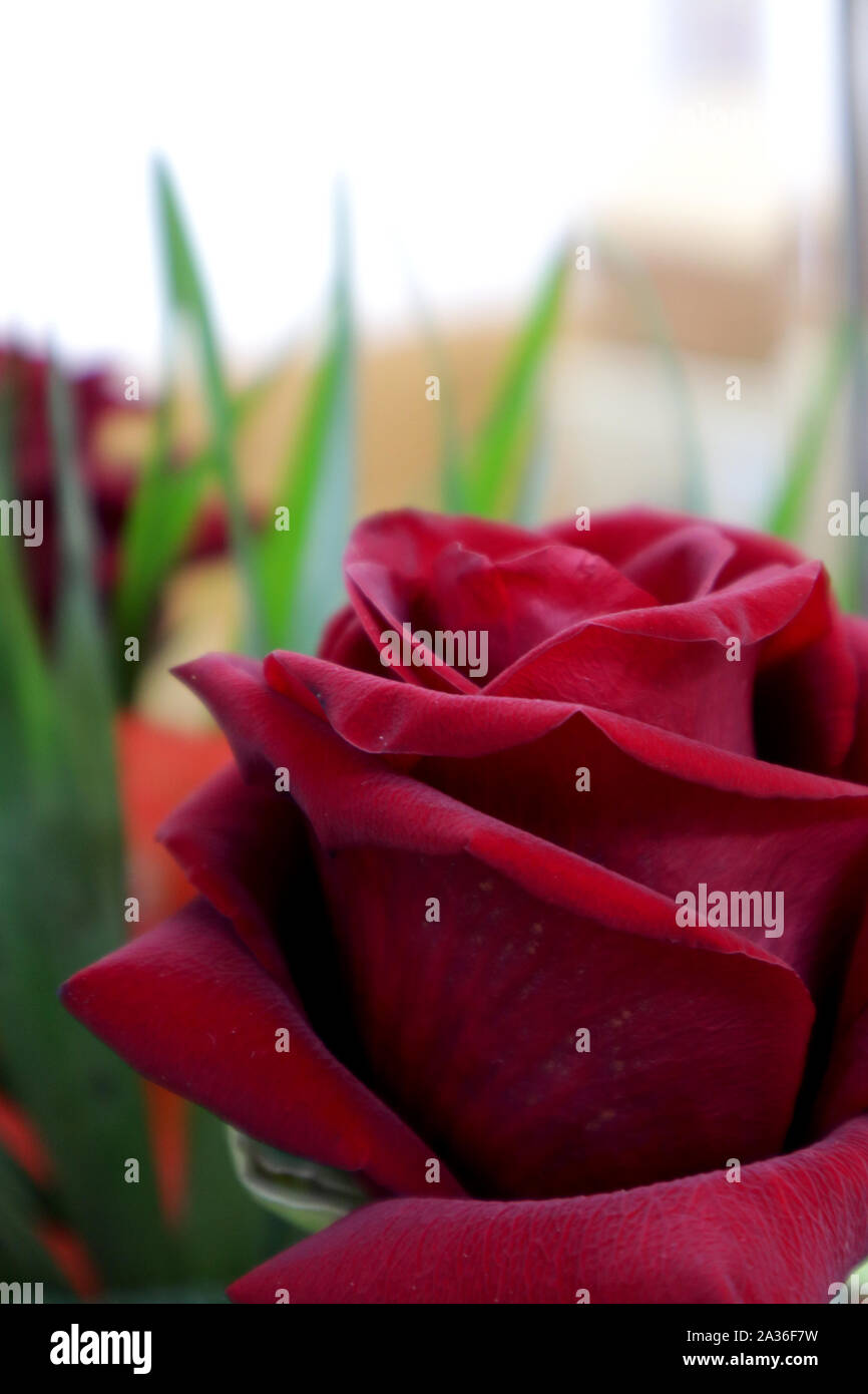Close-up di una rosa rossa nella parte anteriore di uno specchio in cui esso è parzialmente riflessa. Foto Stock