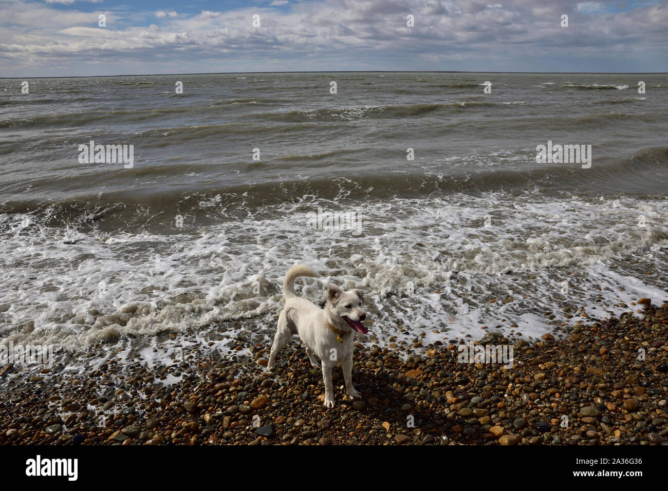 Cane bianco godendo le onde del mare Foto Stock