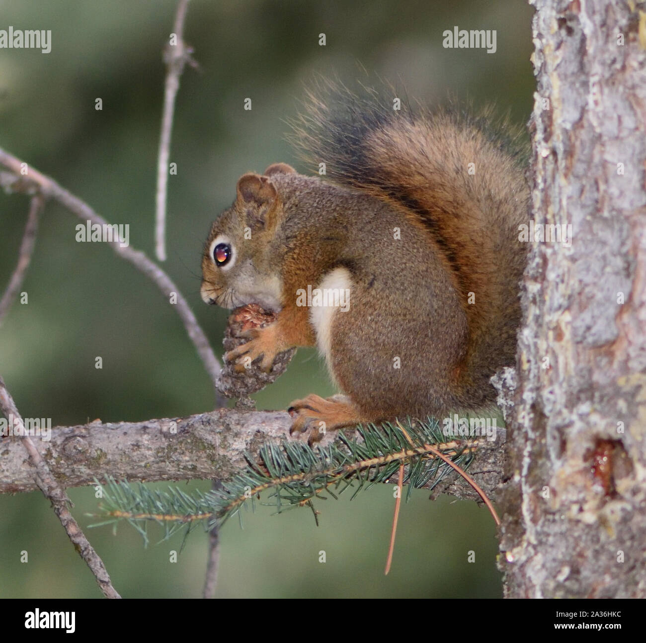 Uno scoiattolo rosso americano (Tamiasciurus hudsonicus) rompe un cono di pino per ottenere ai semi. Banff, Alberta, Canada. Foto Stock
