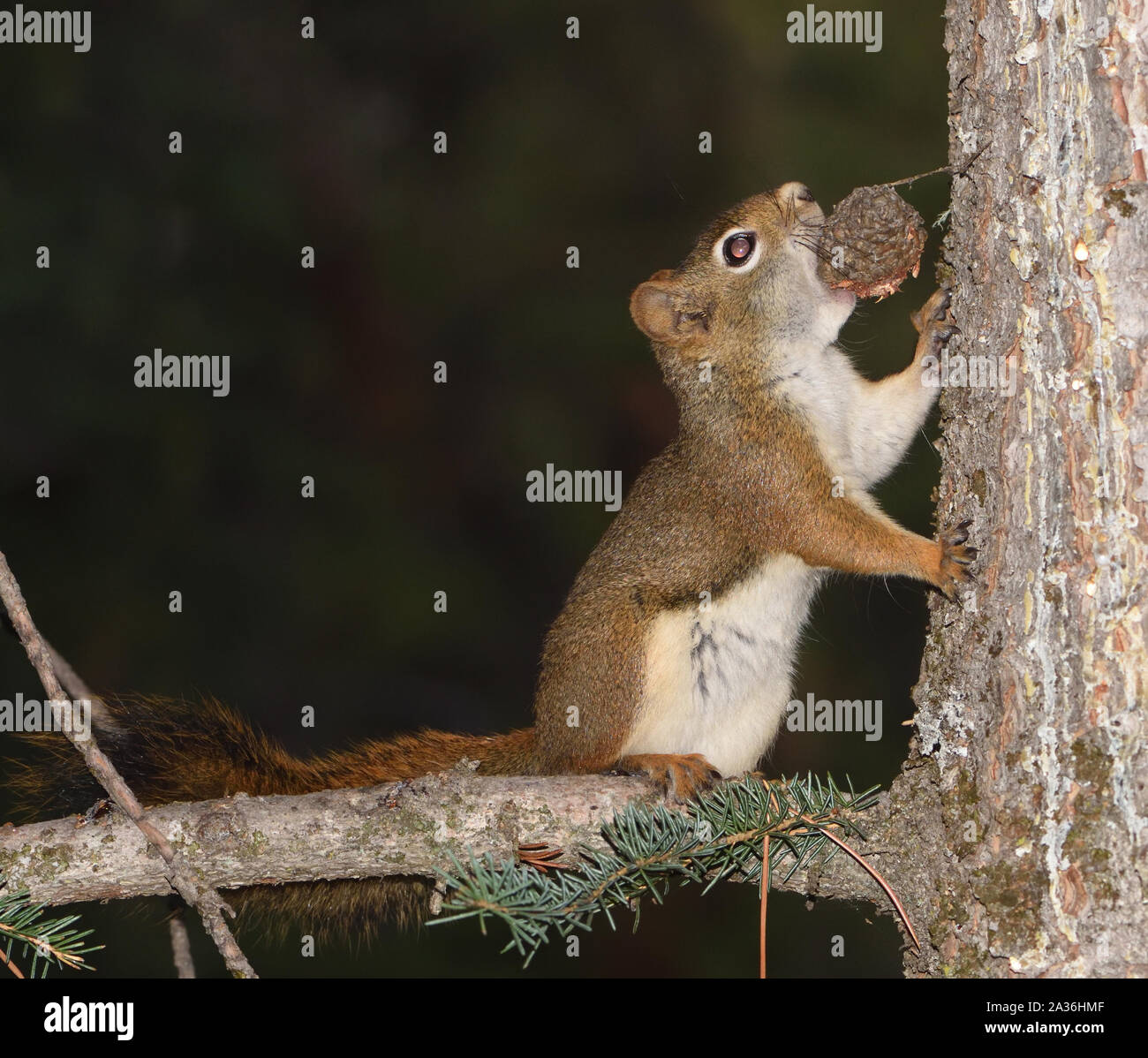Uno scoiattolo rosso americano (Tamiasciurus hudsonicus) porta un cono di pino in un luogo sicuro dove può romperlo aperto per ottenere ai semi. Banff, Alberta, Foto Stock