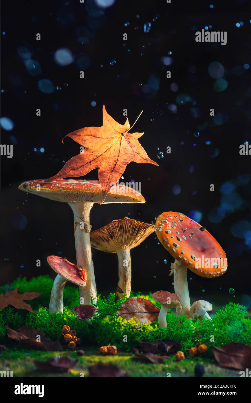 Funghi di Bosco con una foglia di caduti sotto la pioggia. Natura creativa fotografia, autunno still life con copia spazio. Foto Stock