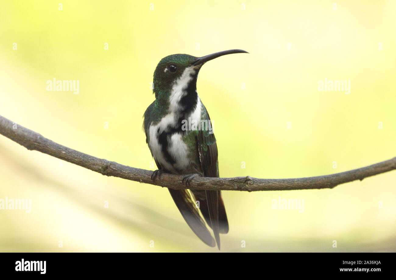 Bellezza nero throated mango Anthracothorax nigricollis hummingbird femmina arroccato nella foresta pluviale del Venezuela Foto Stock