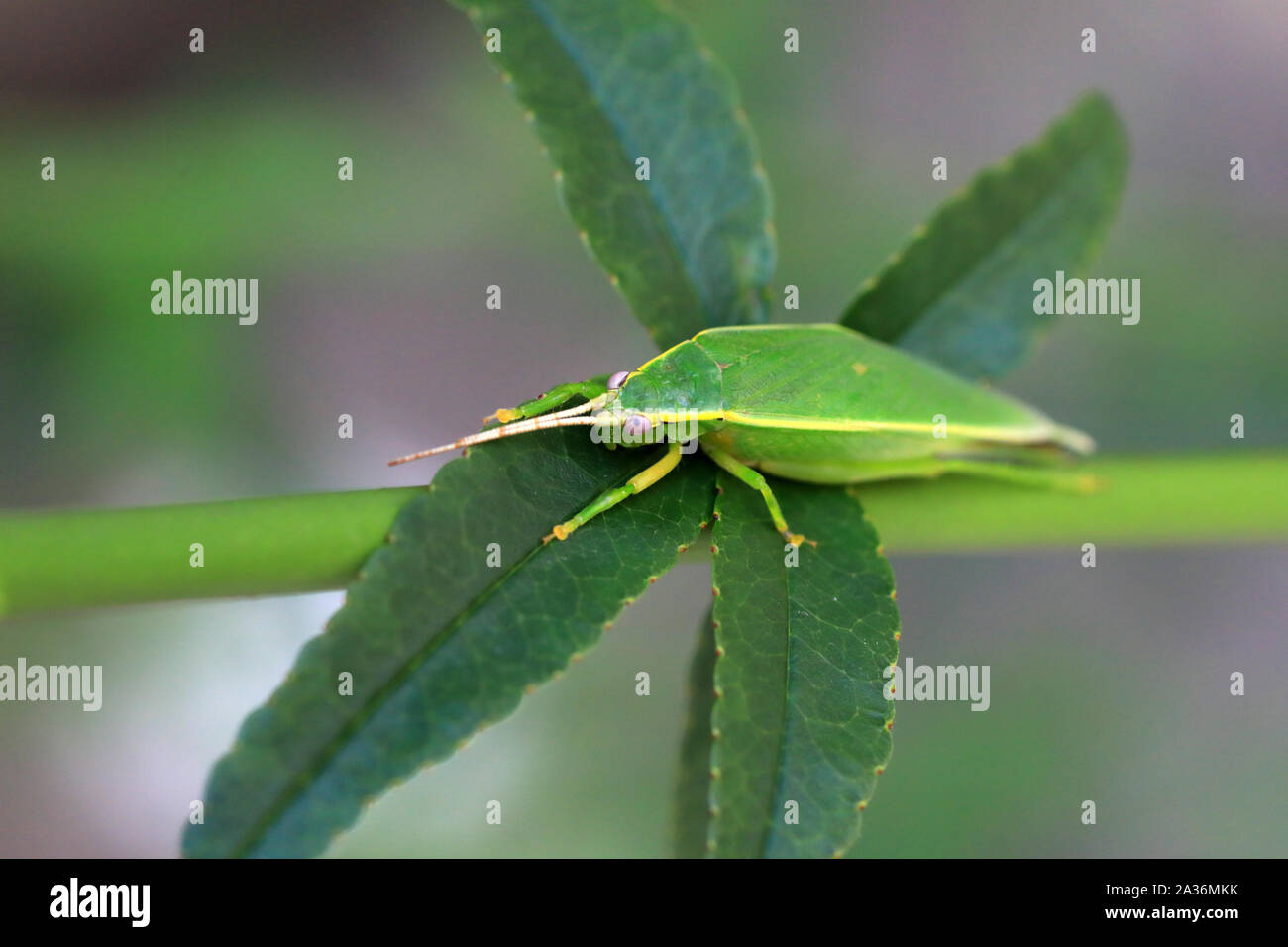 Albero verde Cricket (Truljalia hibinonis) in Giappone Foto Stock