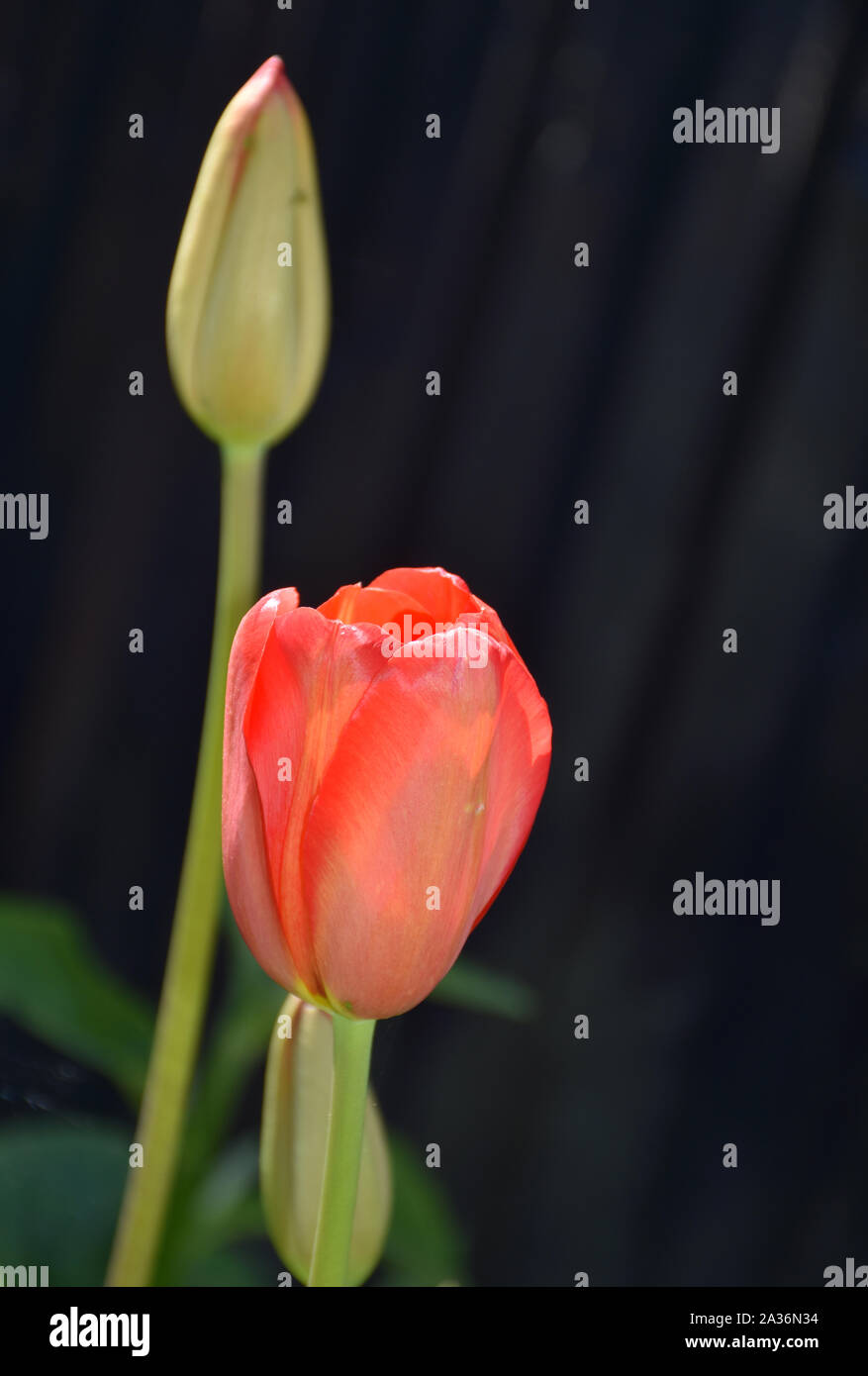 Rosso tulipano in erba e fioritura rosso tulipano. Foto Stock