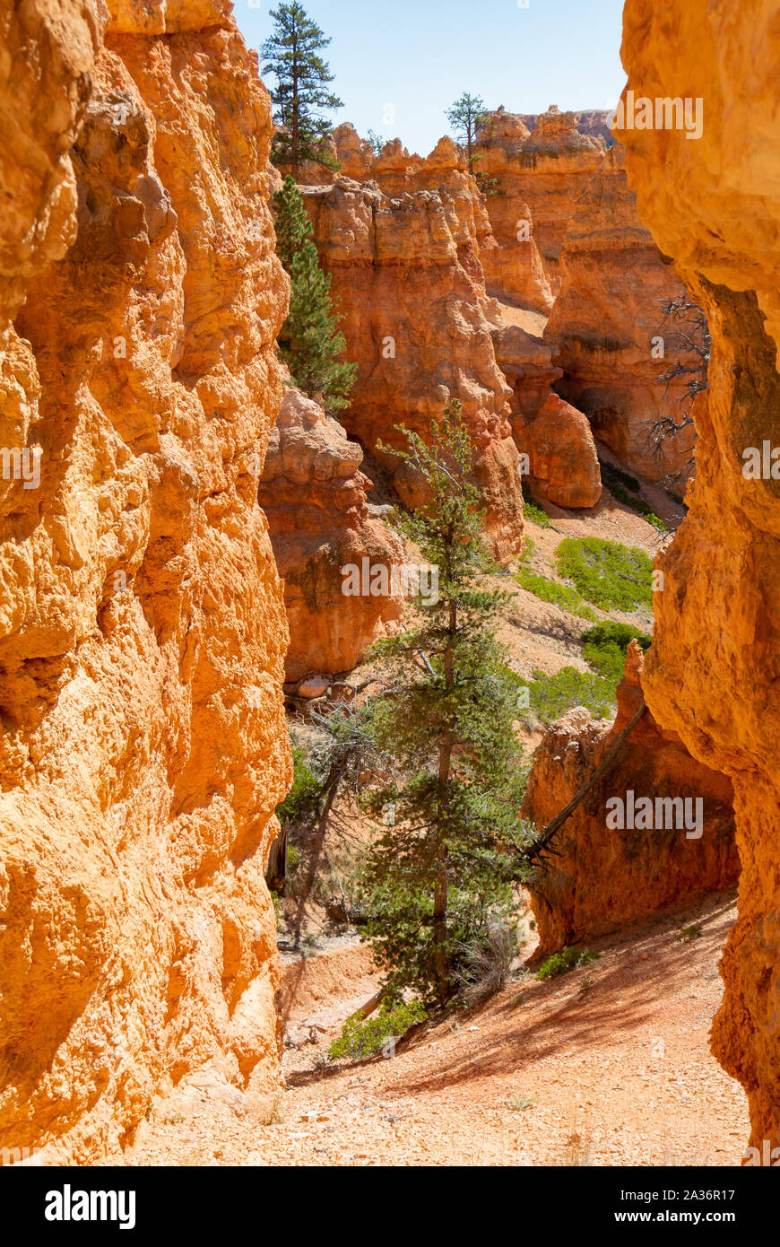 Un pino amang hoodoos Bryce Canyon National Park, Utah, Stati Uniti d'America, Stati Uniti d'America Foto Stock