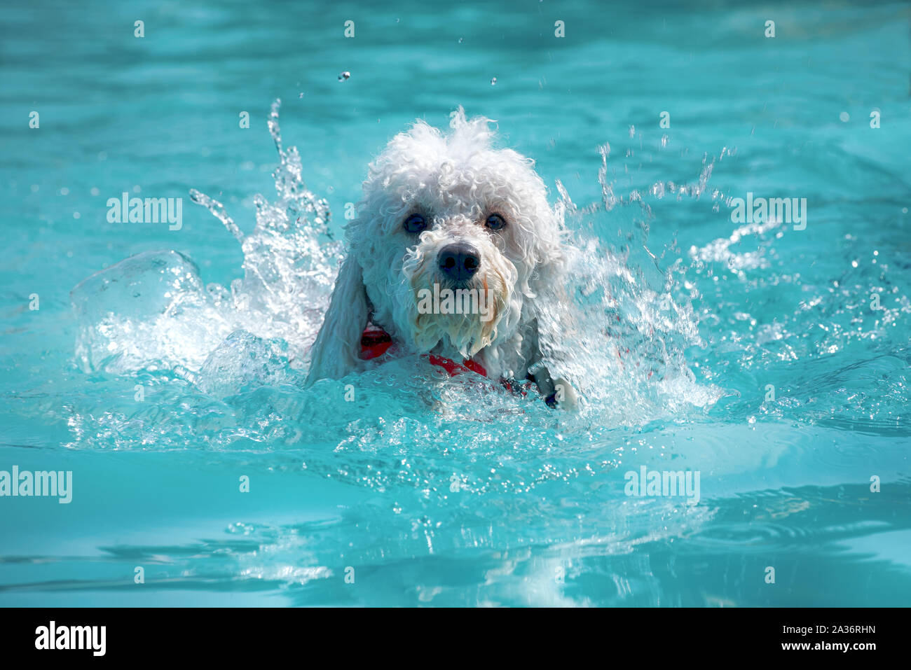 Piccolo felice barboncino bianco di nuoto in piscina facendo la doggy paddle avvicinando la fotocamera con uno spruzzo di acqua in estate sole Foto Stock
