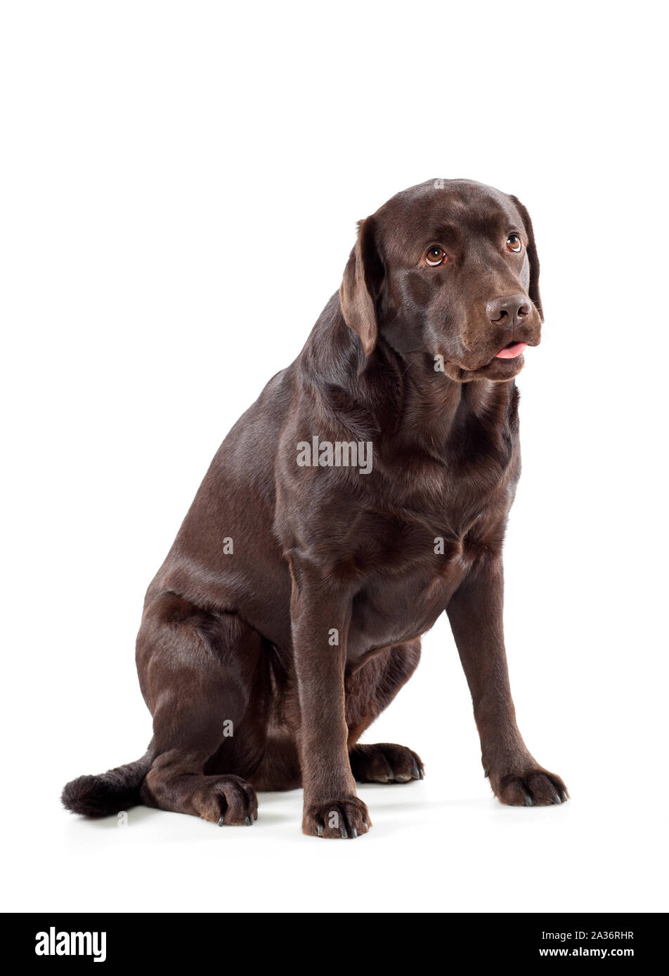 Ritratto di un simpatico marrone cioccolato Labrador Retriever cucciolo seduto guardando con occhi doleful isolato su bianco Foto Stock