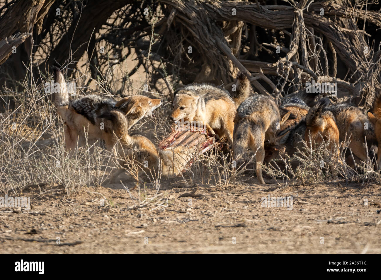 Nero-backed sciacalli in corrispondenza di una carcassa di antilope nel sud della savana africana Foto Stock