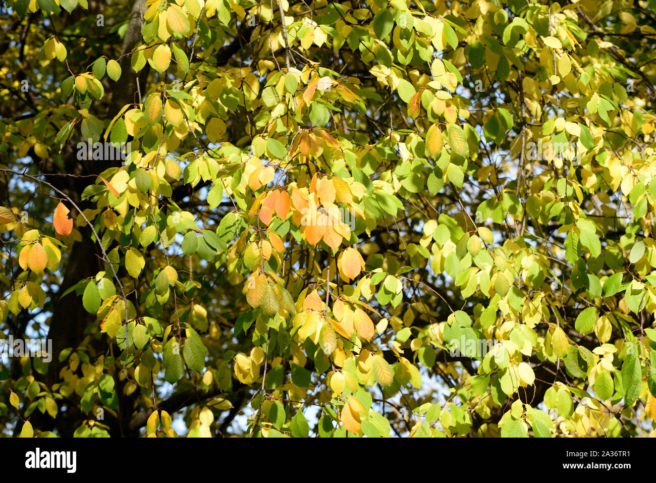 Bird ciliegio in autunno illuminata dal sole. Sfondo naturale Foto Stock