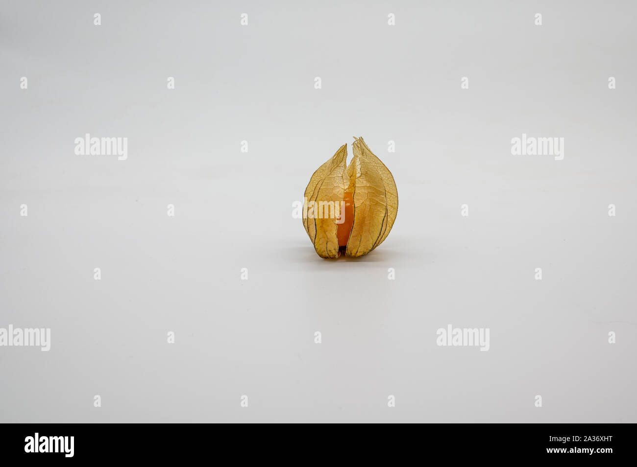 Uno solo (physalis physalis, Golden, uva spina) isolato su sfondo bianco Foto Stock